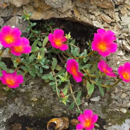 House With A Parking Space - 11850 Prázdninový dům Novi Vinodolski