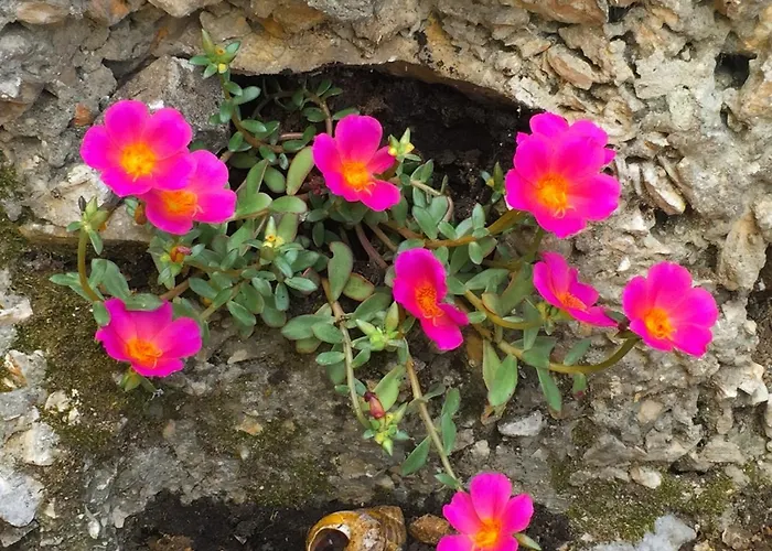 House With A Parking Space - 11850 Prázdninový dům Novi Vinodolski